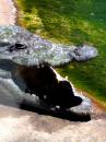 Crocodile close up